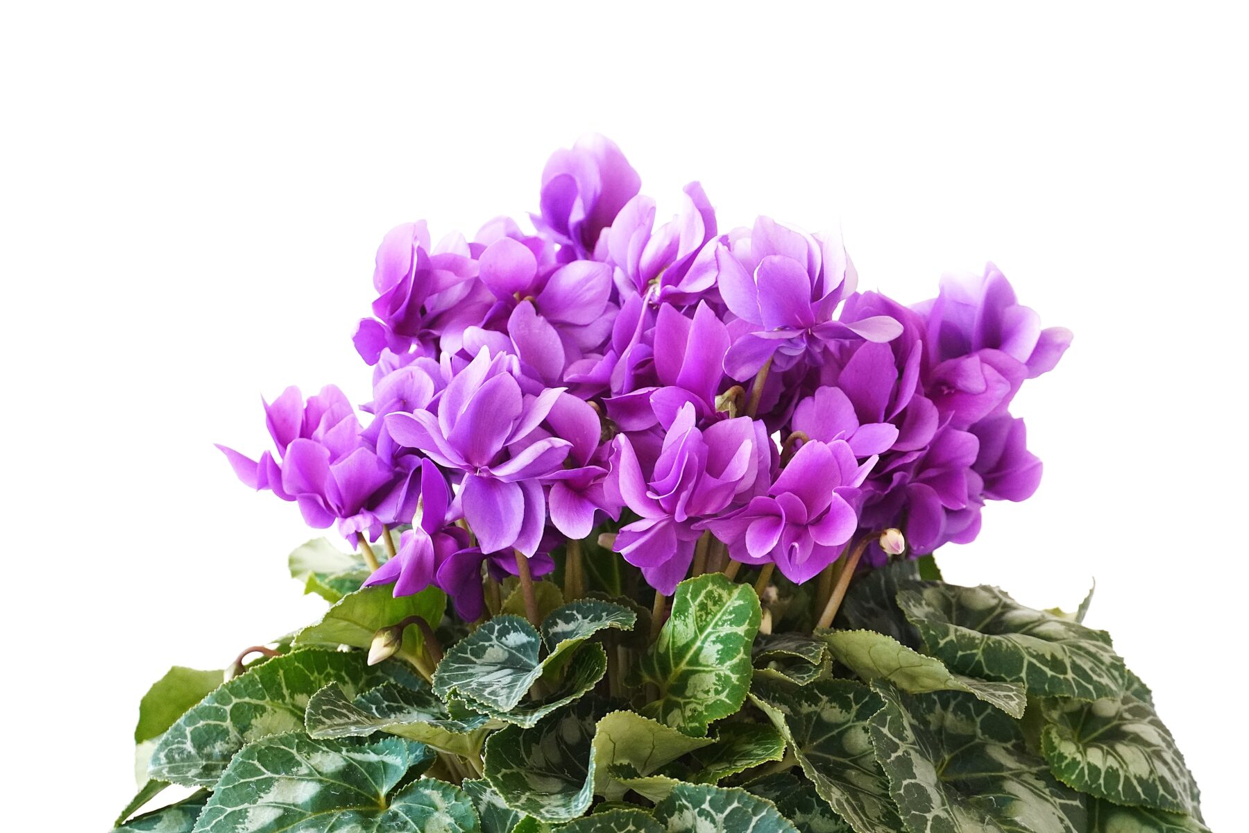 シクラメン チモブルー【～12/21お届け】