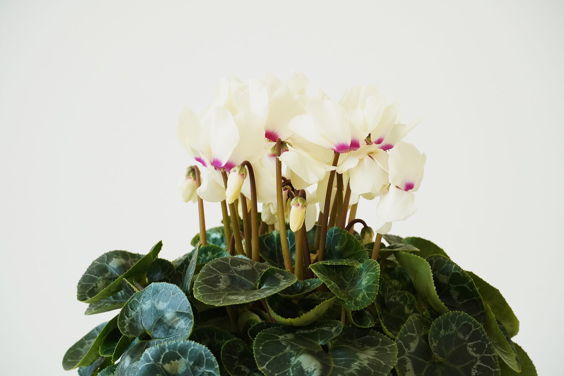 シクラメン ムーンキャンディー【~12/21お届け】