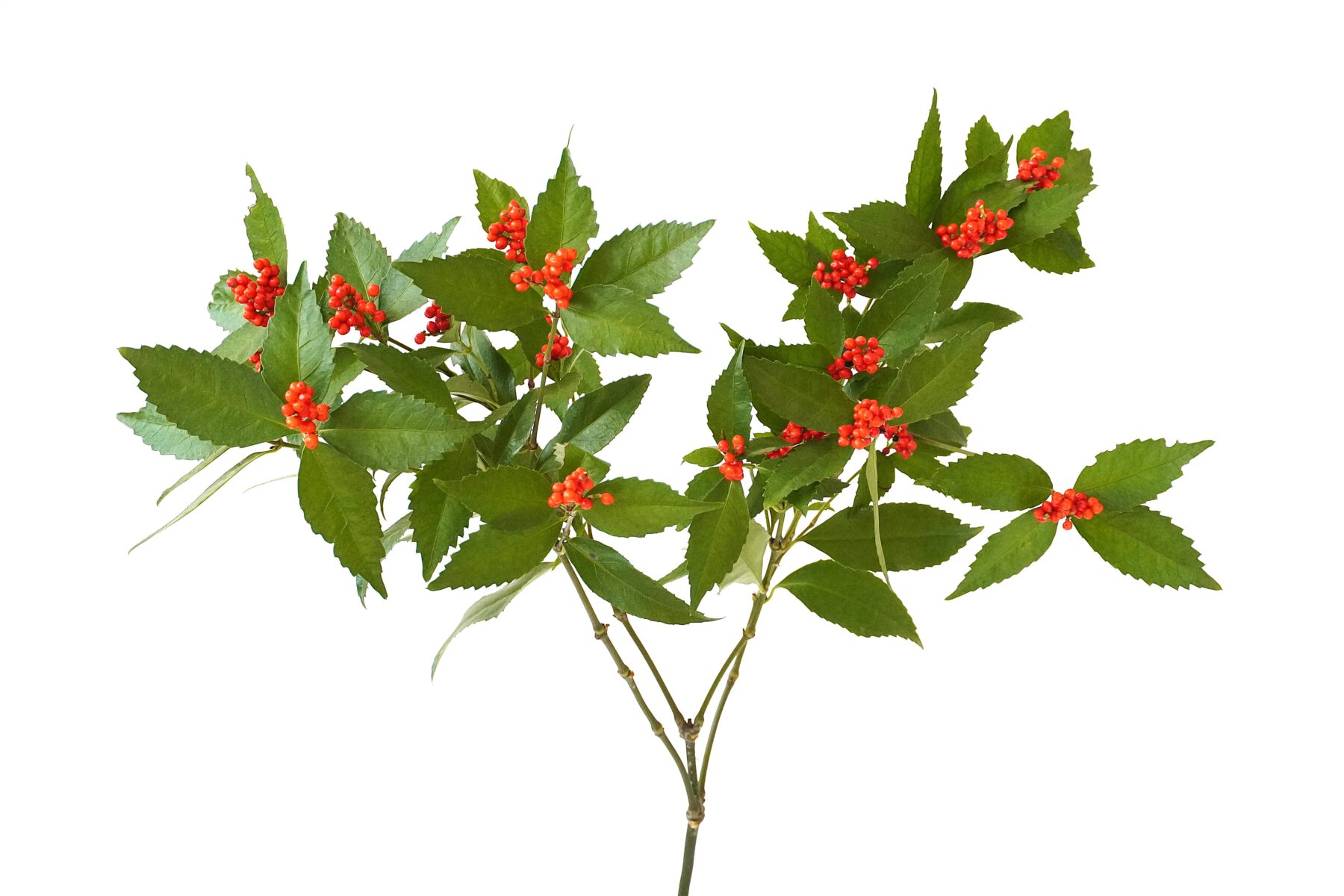 わたしたちの千両