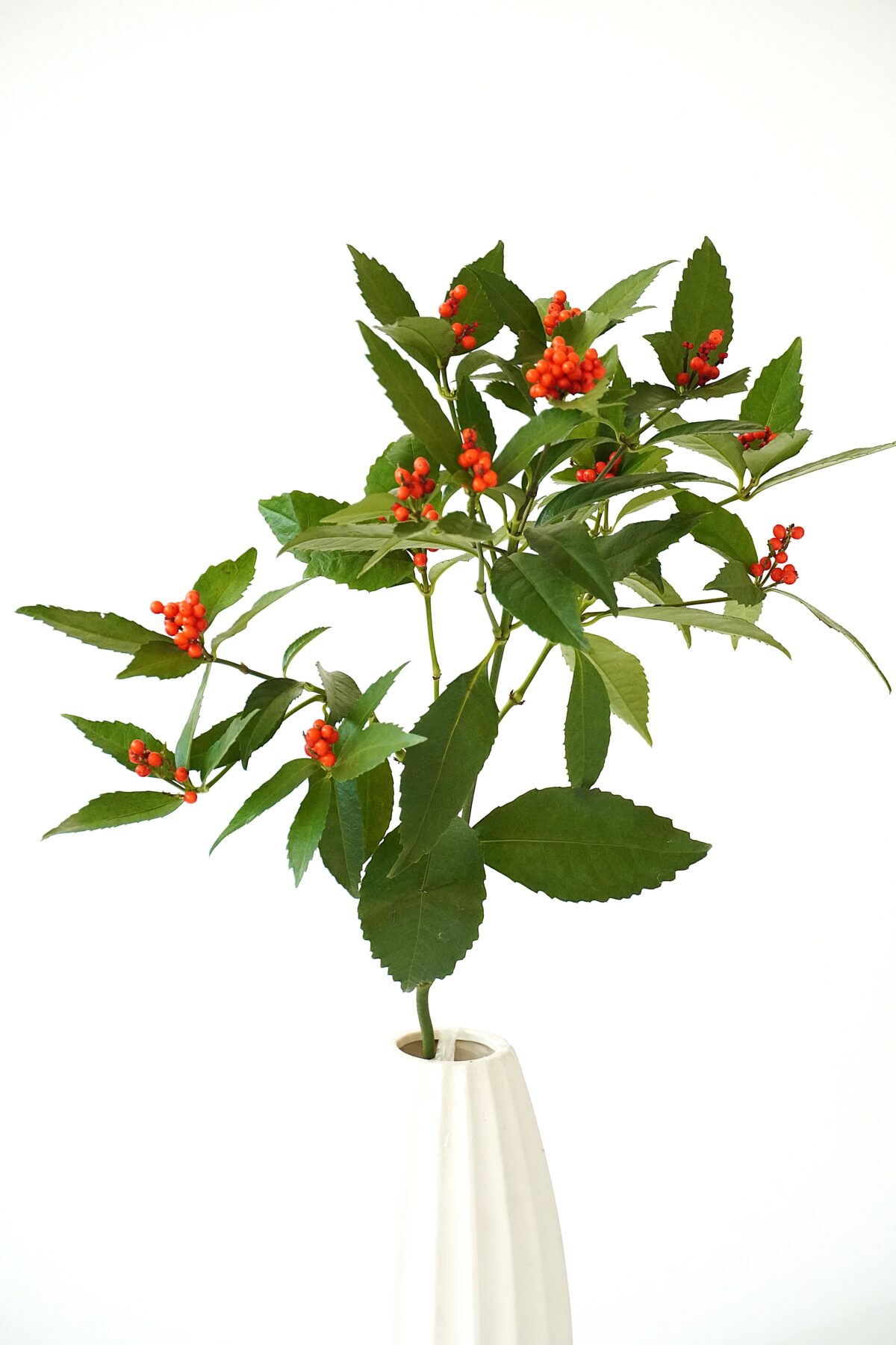 わたしたちの千両