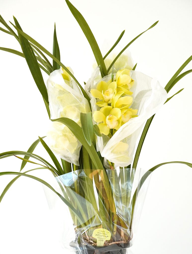 シンビジューム メロンパンナ