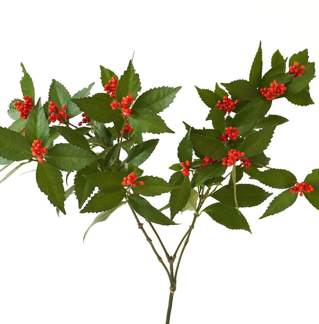 わたしたちの千両