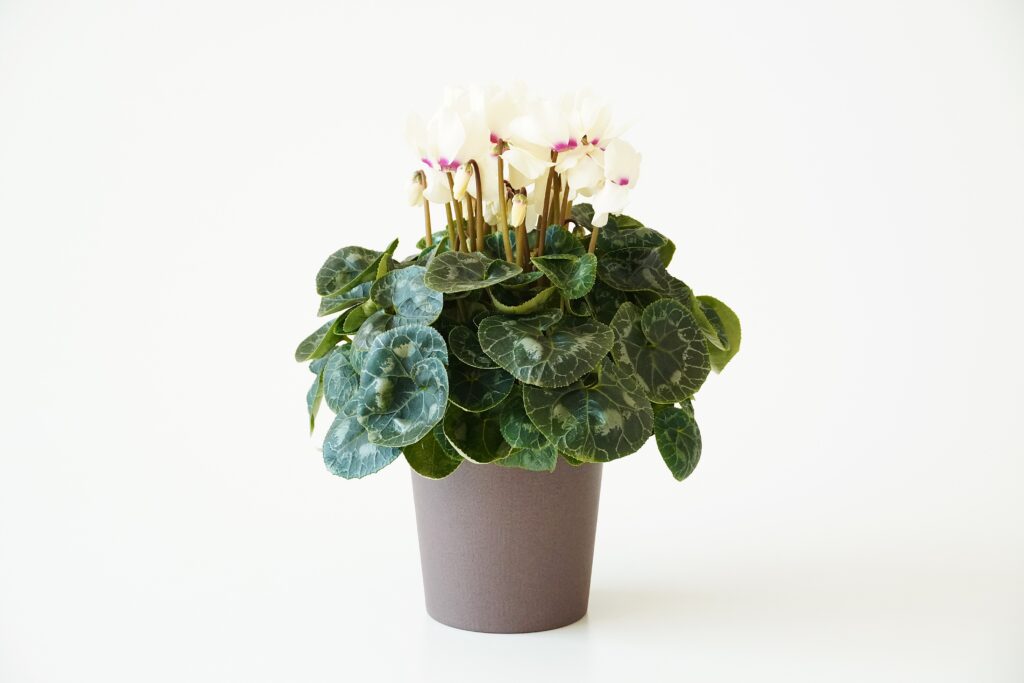 シクラメン ムーンキャンディー【~12/21お届け】