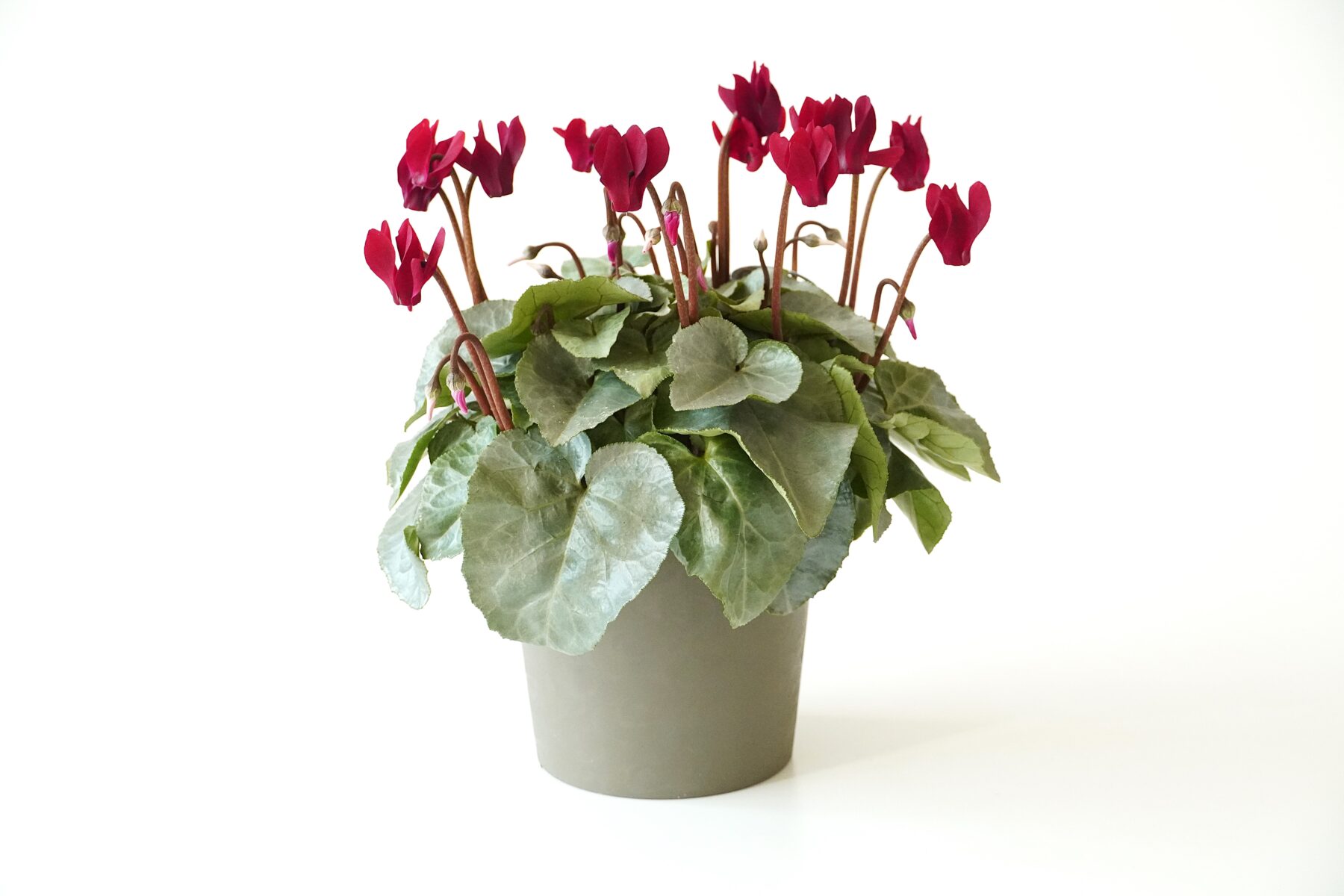 シクラメン スノーショコラ【~12/21お届け】