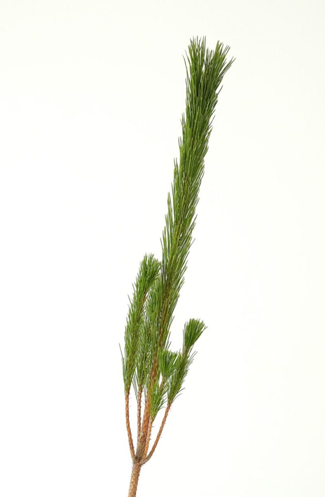 わたしたちの枝若松