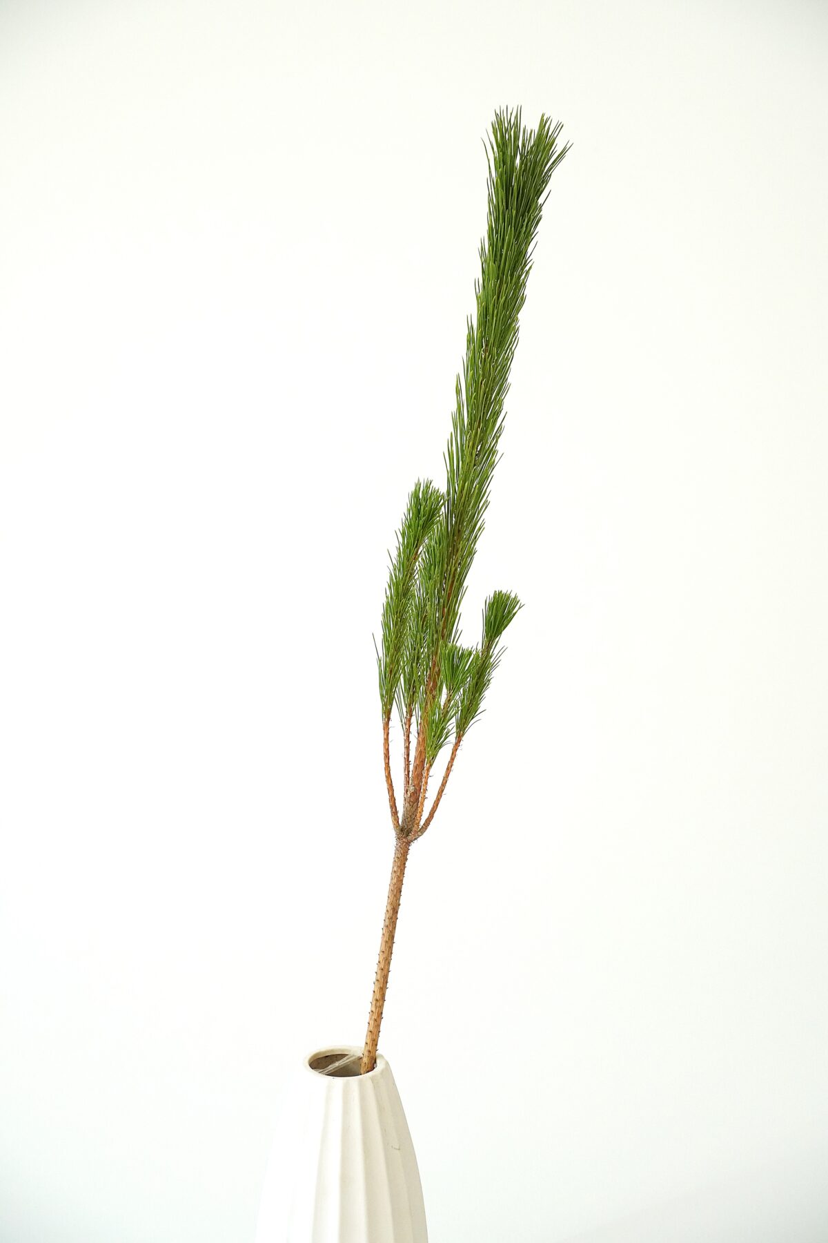 わたしたちの枝若松