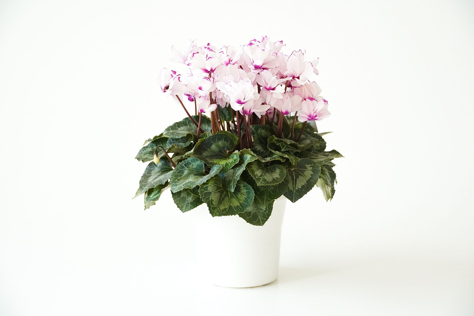 シクラメン ローゼス【~12/21お届け】