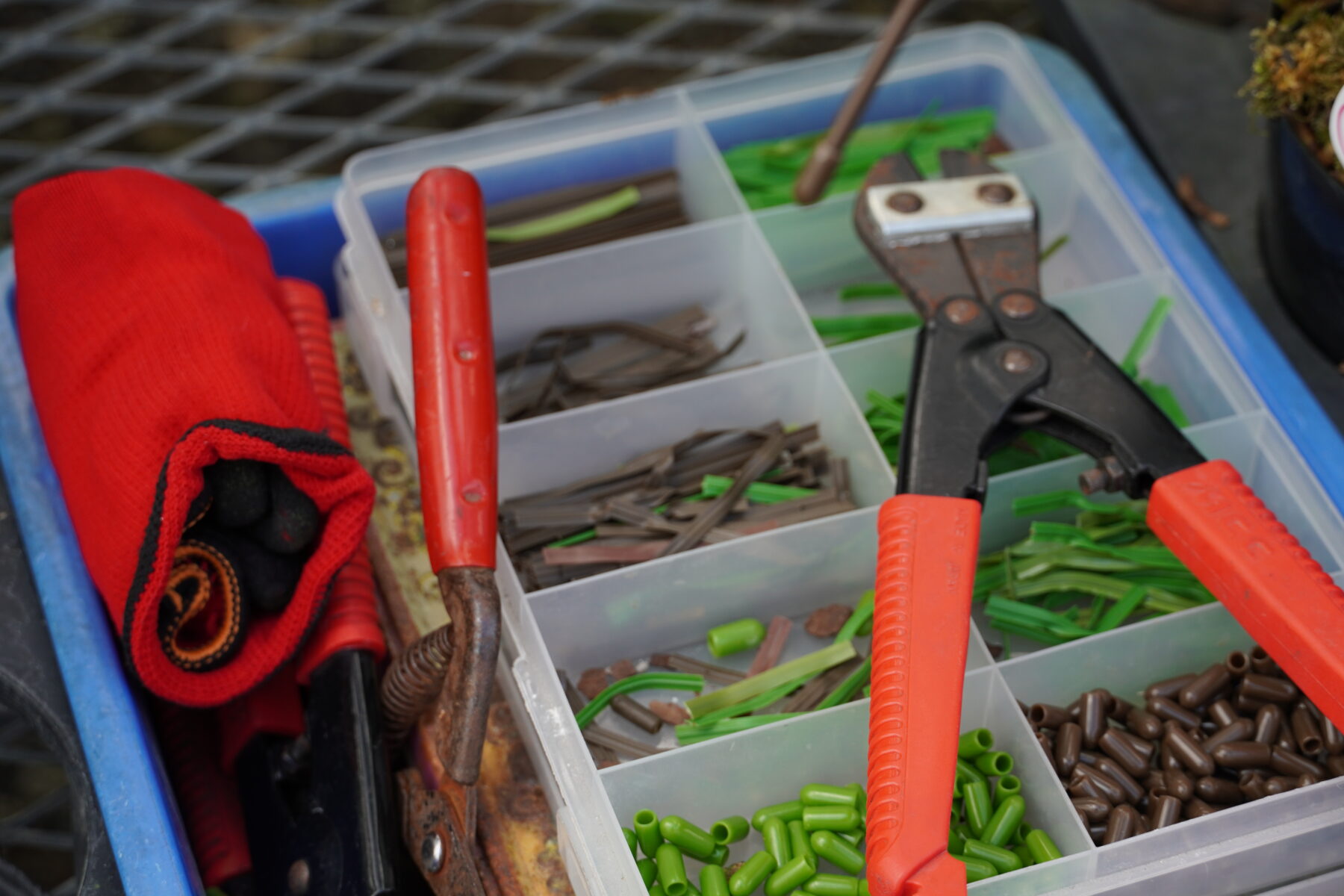 ライムグリーンがキュートなメロンパンナ(シンビジューム3本立ち)