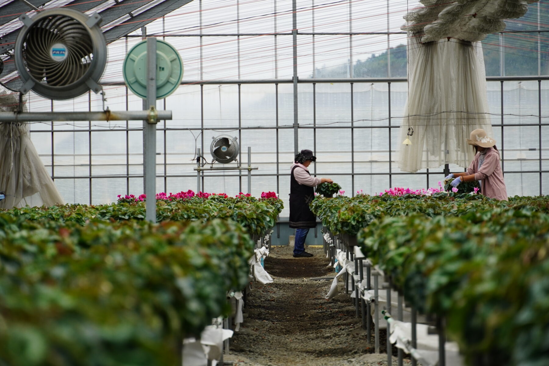 ユニーク品種！シクラメン スノーショコラ【～12/21お届け】