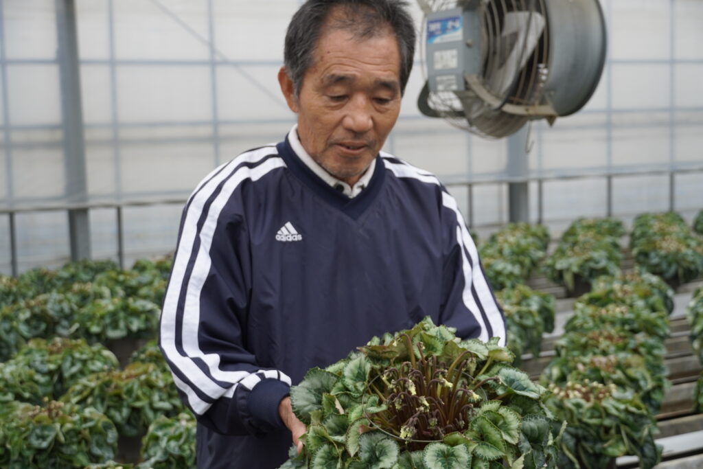 ユニーク品種！シクラメン スノーショコラ【～12/21お届け】