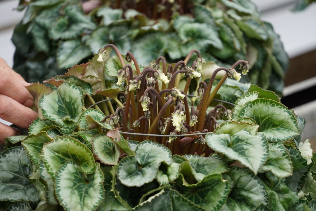 ユニーク品種！シクラメン スノーショコラ【～12/21お届け】