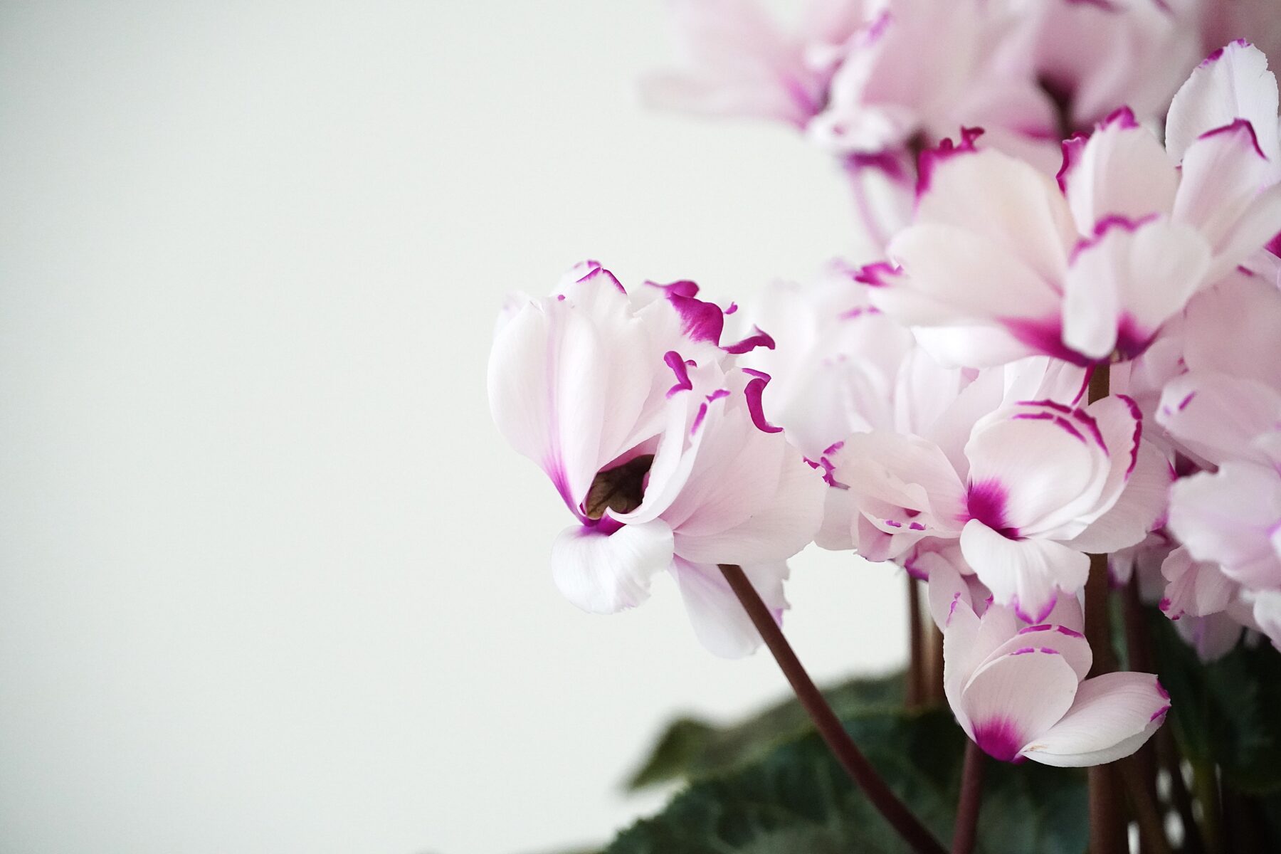 シクラメン ローゼス【~12/21お届け】