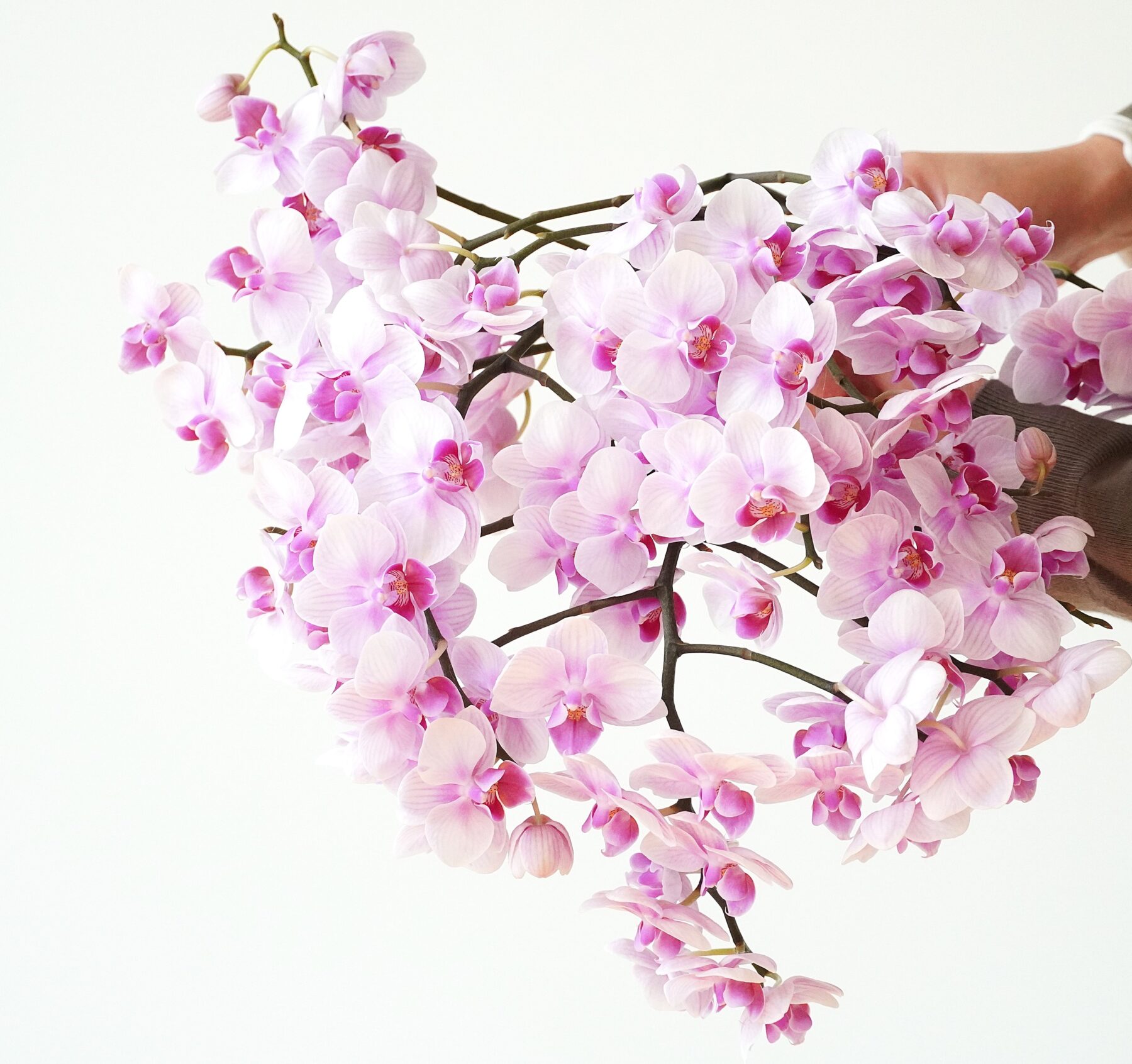 天使のミニ胡蝶蘭 切り花セット