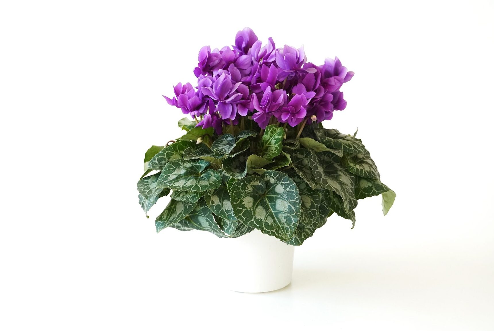 シクラメン チモブルー【~12/21お届け】