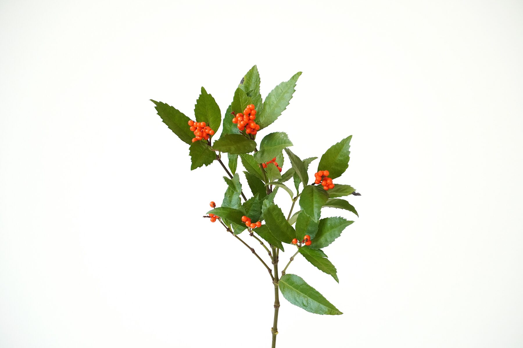 わたしたちの千両