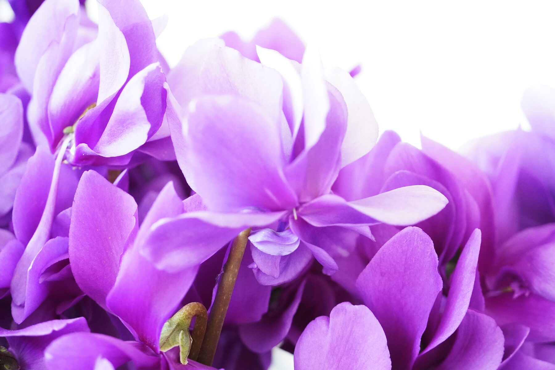 シクラメン チモブルー【~12/21お届け】