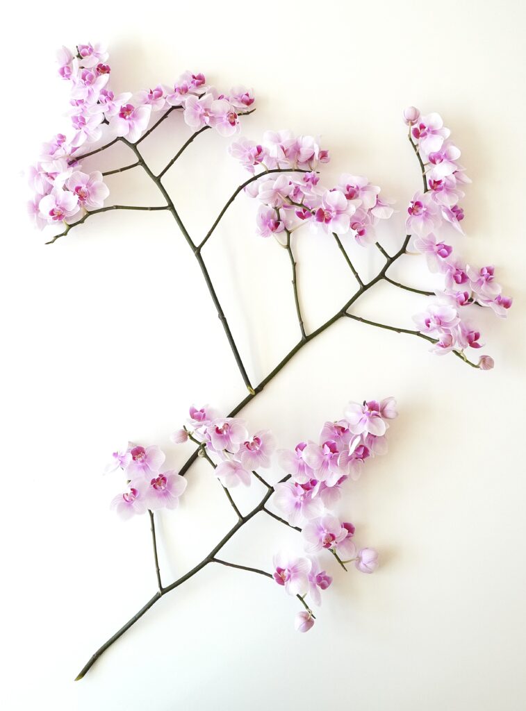 天使のミニ胡蝶蘭 切り花セット