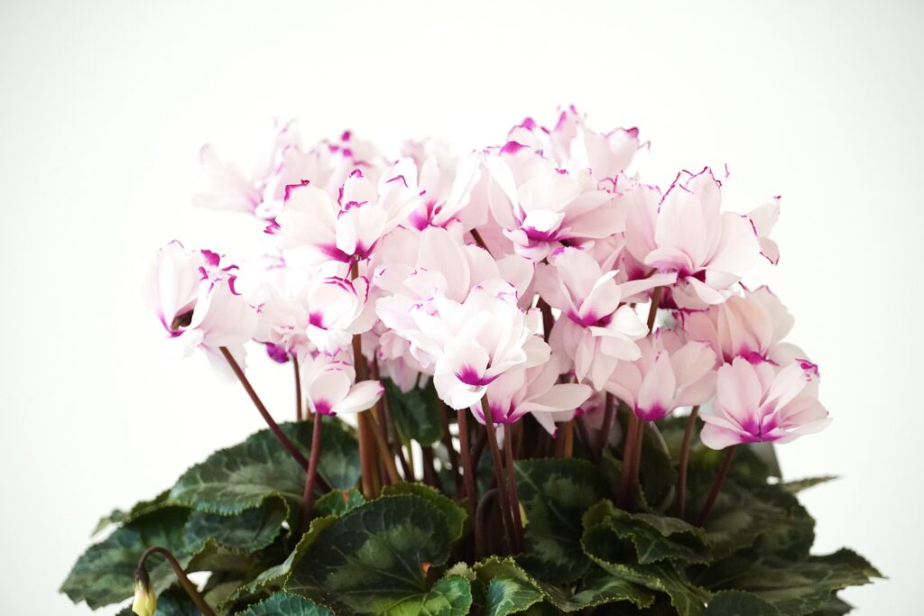 シクラメン ローゼス【~12/21お届け】