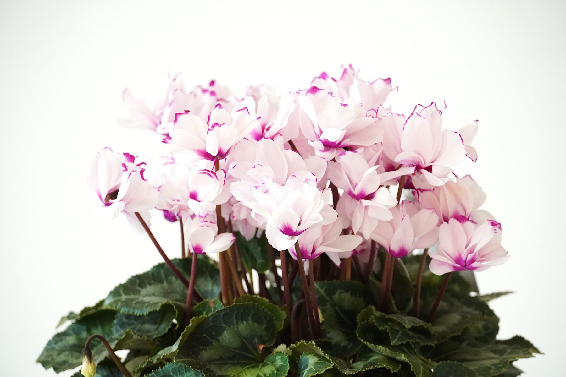 シクラメン ローゼス【～12/21お届け】