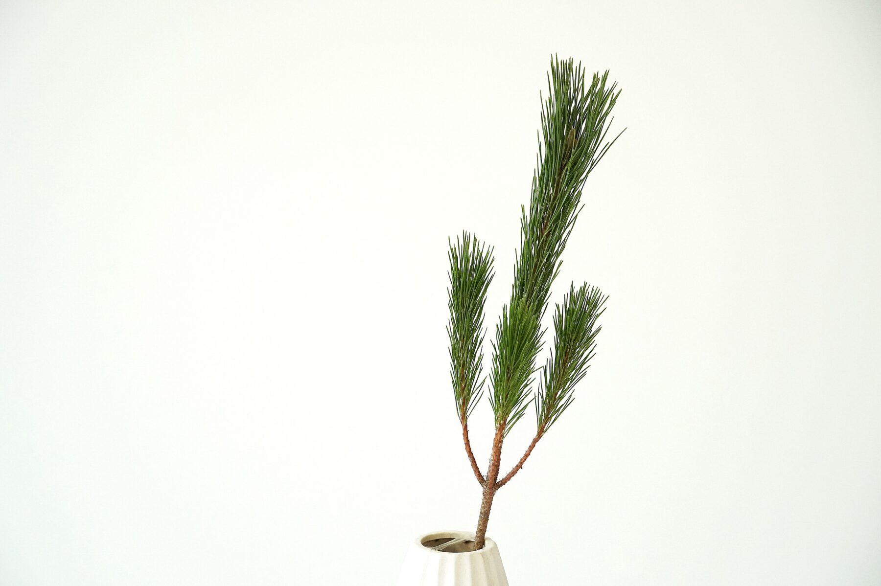 わたしたちの枝若松