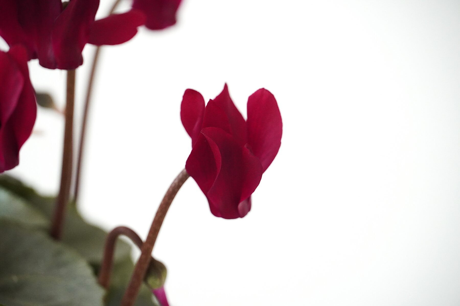 シクラメン スノーショコラ【~12/21お届け】