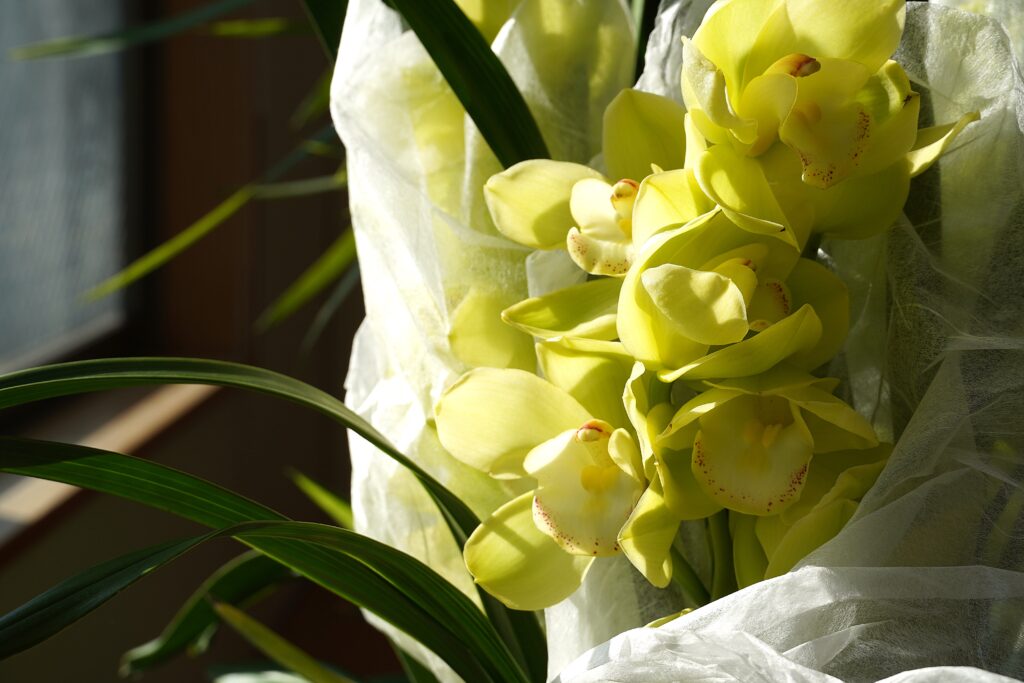 シンビジューム メロンパンナ