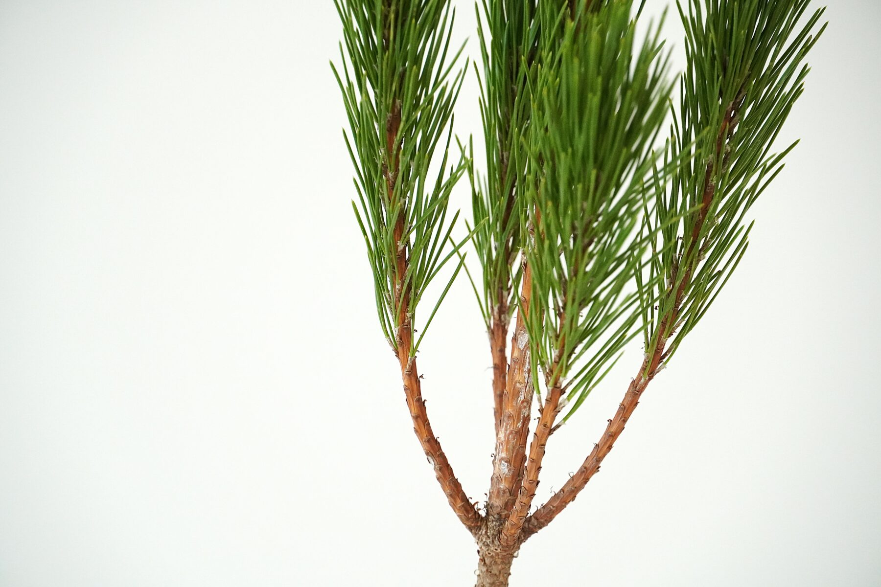 わたしたちの枝若松