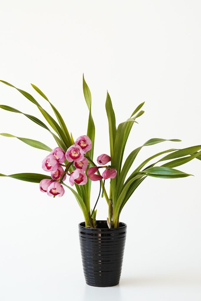 ミニシンビジューム・アーチ仕立て（ピンク）