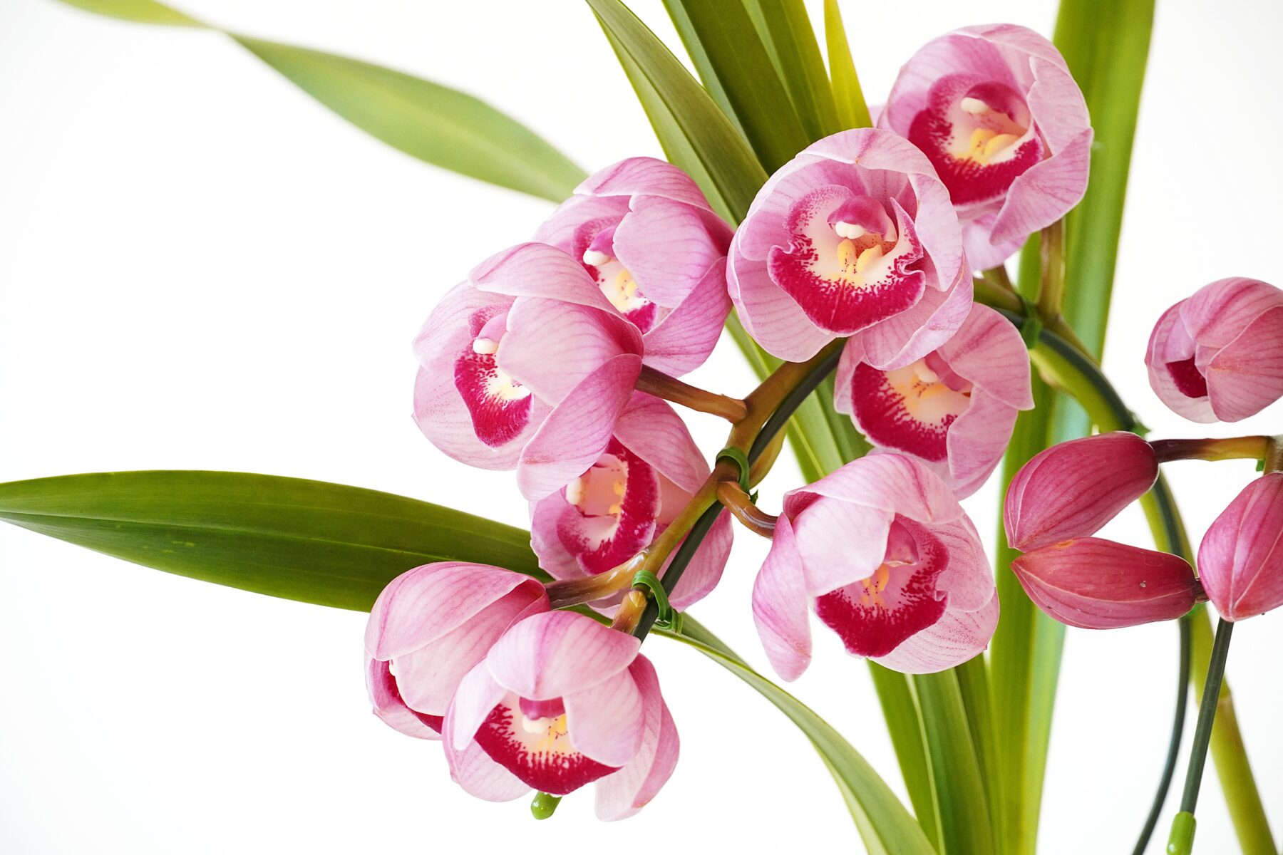 ミニシンビジューム・アーチ仕立て（ピンク）