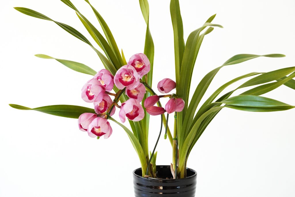 ミニシンビジューム・アーチ仕立て（ピンク）