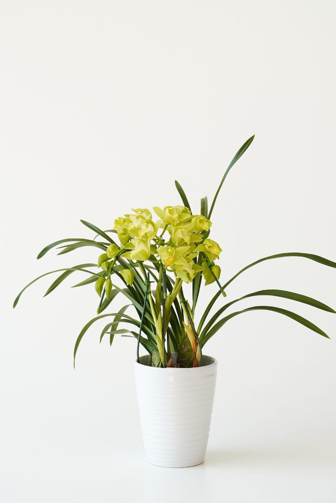 ミニシンビジューム・アーチ仕立て（グリーン）