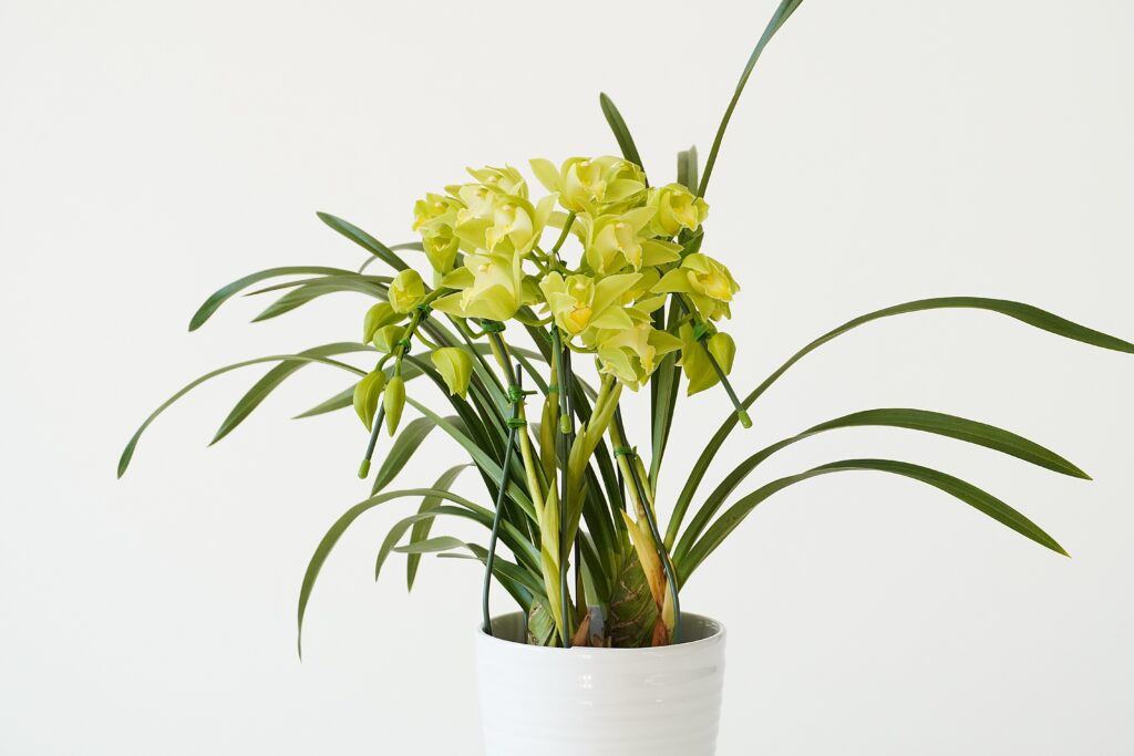 ミニシンビジューム・アーチ仕立て（グリーン）