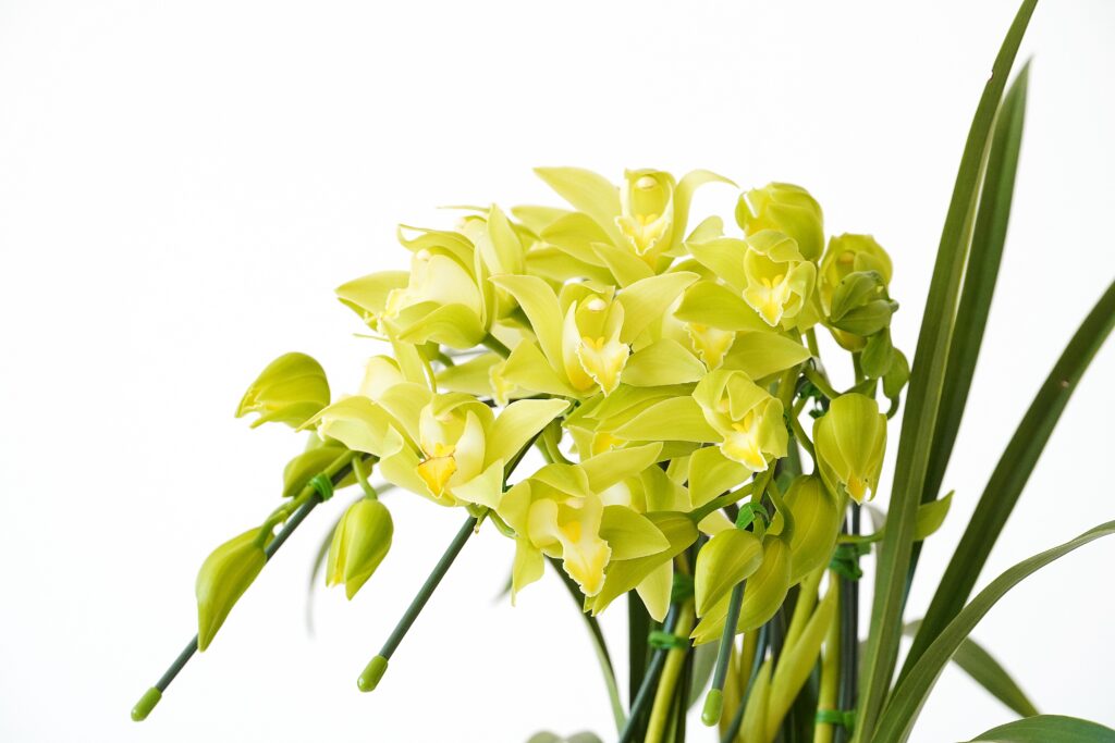 ミニシンビジューム・アーチ仕立て（グリーン）