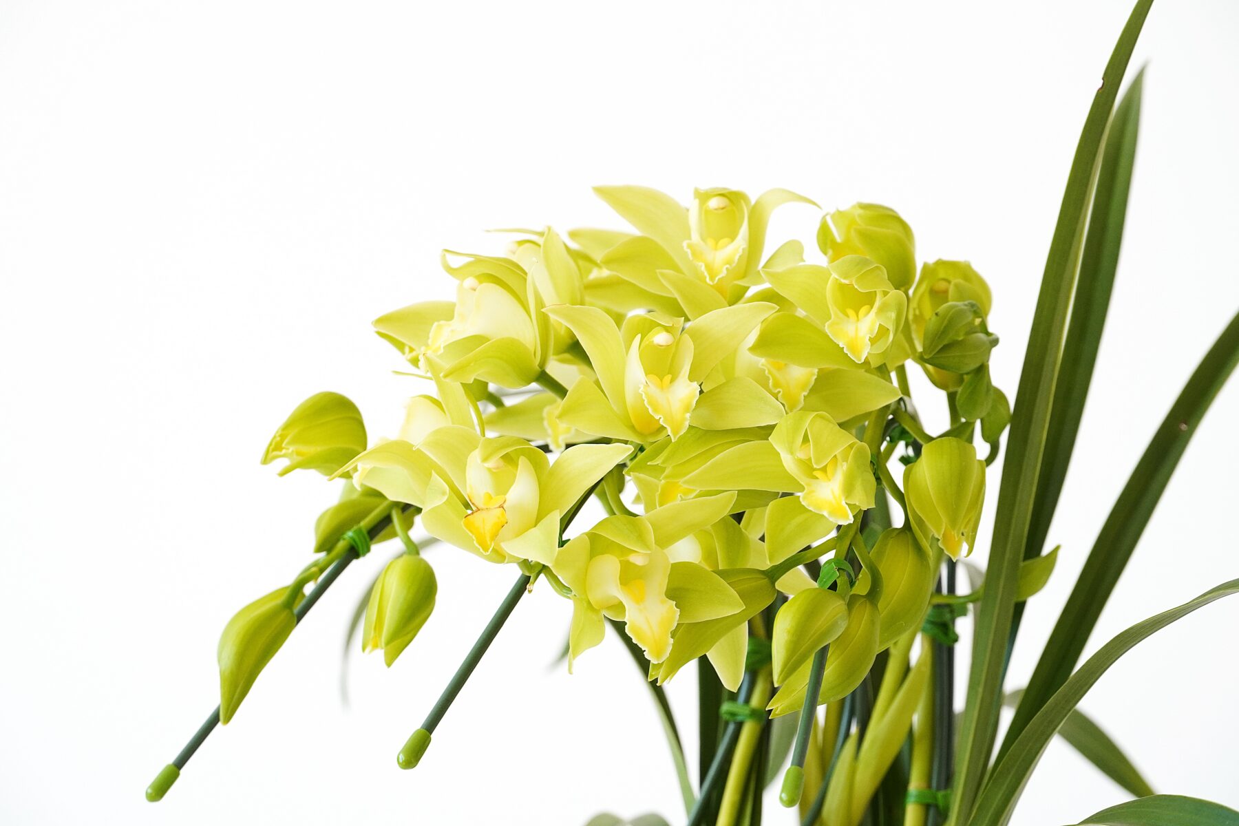 ミニシンビジューム・アーチ仕立て（グリーン）