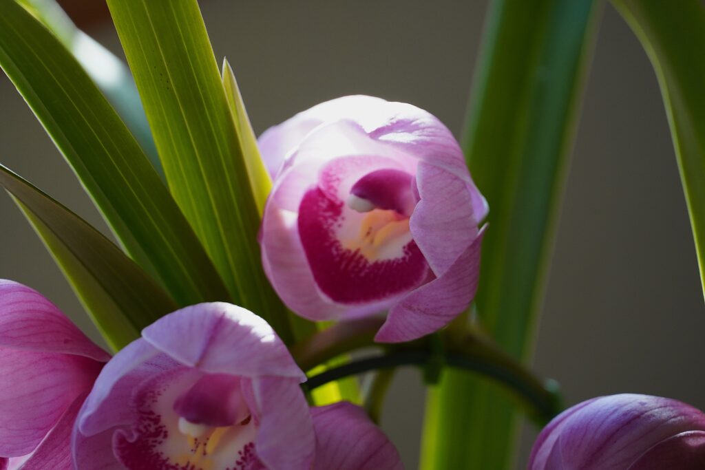 ミニシンビジューム・アーチ仕立て（ピンク）