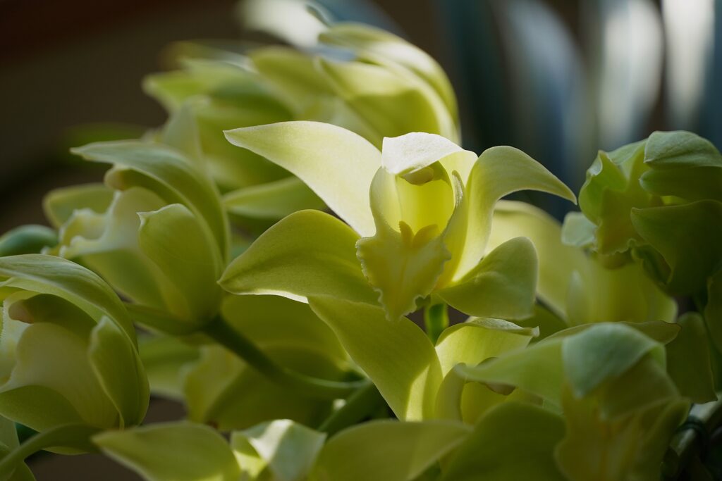 ミニシンビジューム・アーチ仕立て（グリーン）