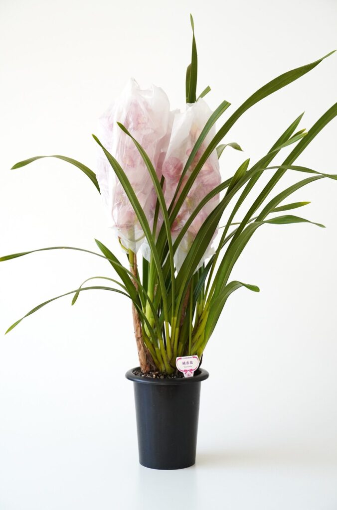 シンビジューム３本立ち（ピンク）