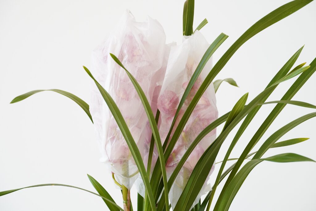 シンビジューム３本立ち（ピンク）