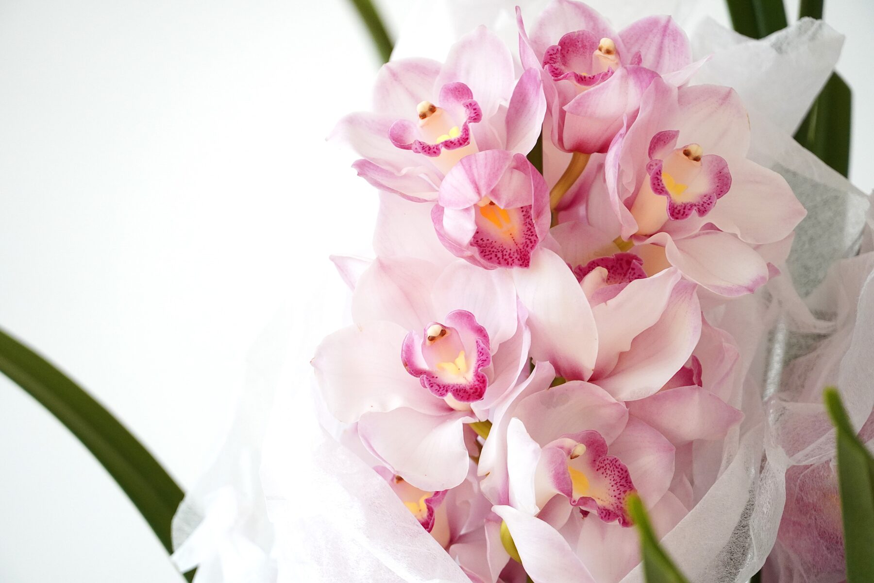 シンビジューム３本立ち（ピンク）