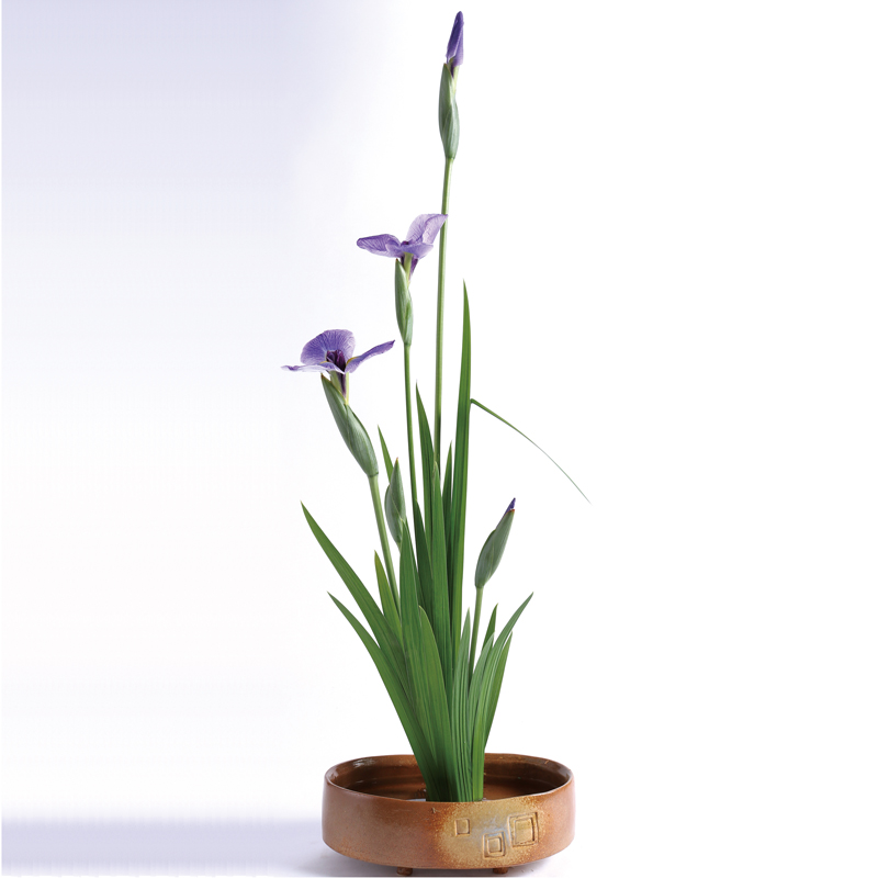 端午の節句 花菖蒲 ≪花5本＋葉1束≫ 花材セット（手引書付）