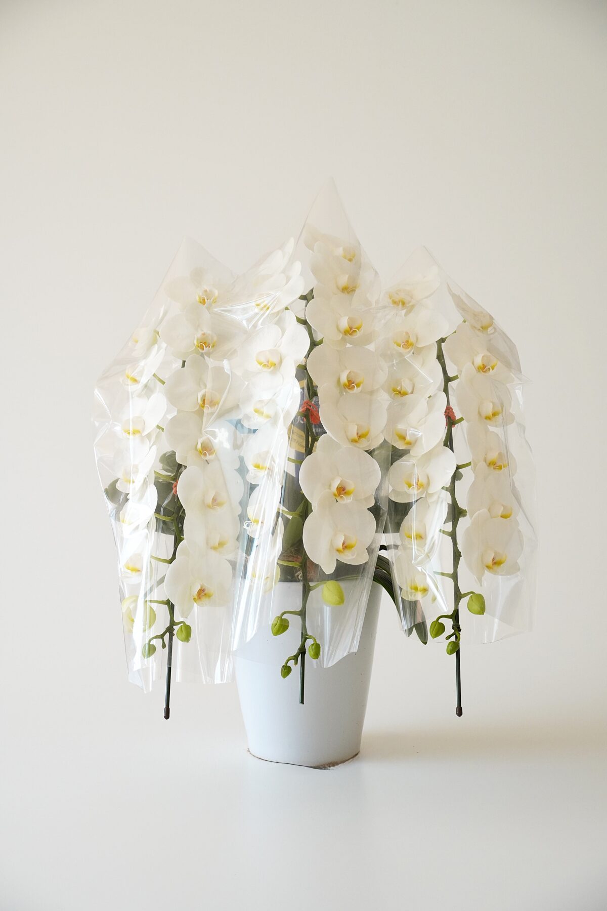 品質抜群！ミディ胡蝶蘭 白 3本立ち