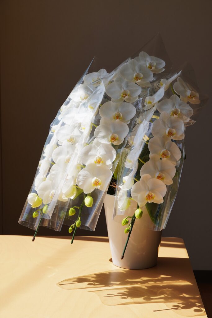 品質抜群！ミディ胡蝶蘭 白 3本立ち