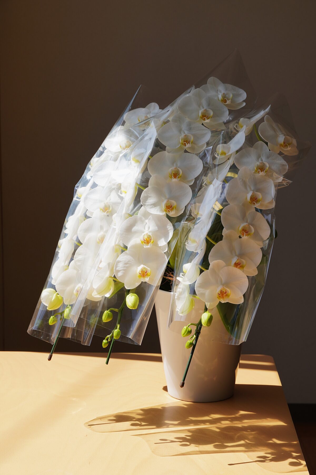 品質抜群！ミディ胡蝶蘭 白 3本立ち