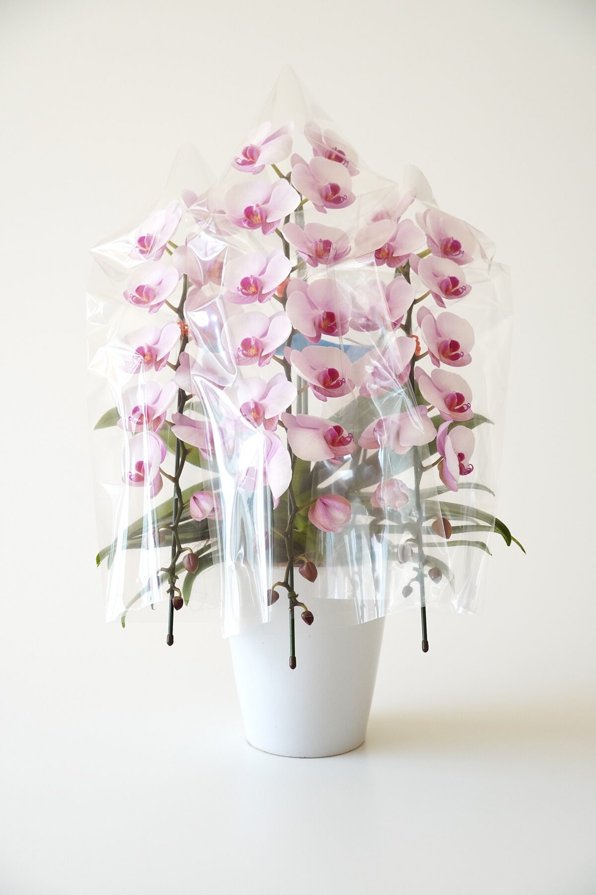 ミニ胡蝶蘭 ピンク 3本立ち