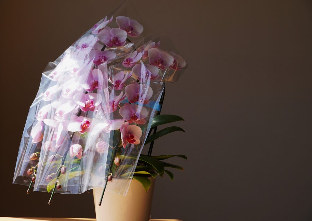 ミニ胡蝶蘭 ピンク 3本立ち