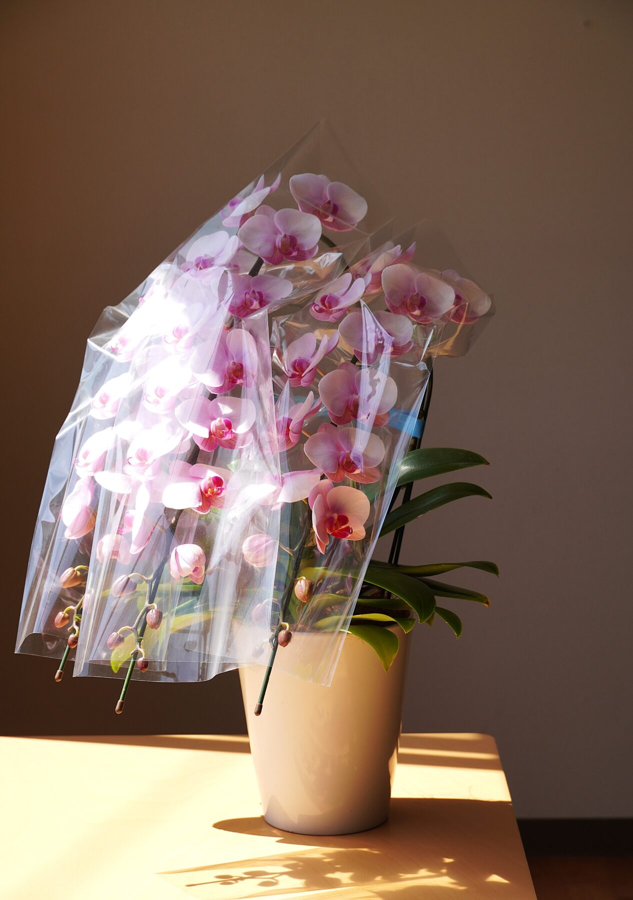 ミニ胡蝶蘭 ピンク 3本立ち