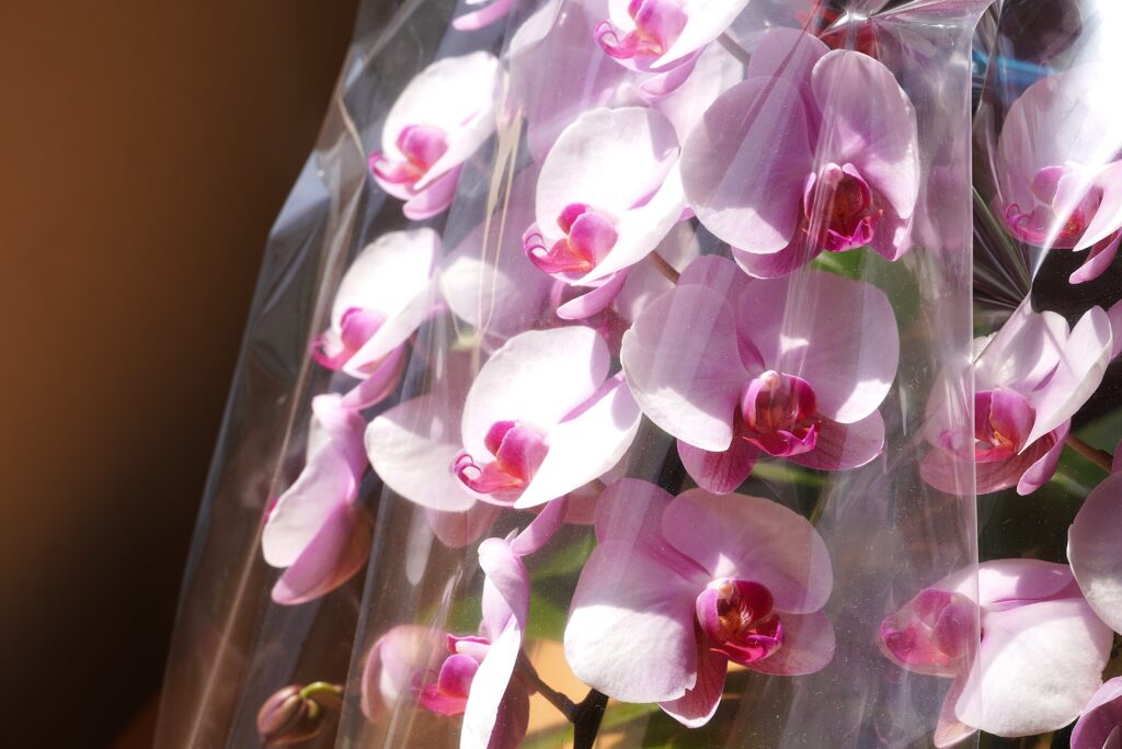 ミニ胡蝶蘭 ピンク 3本立ち