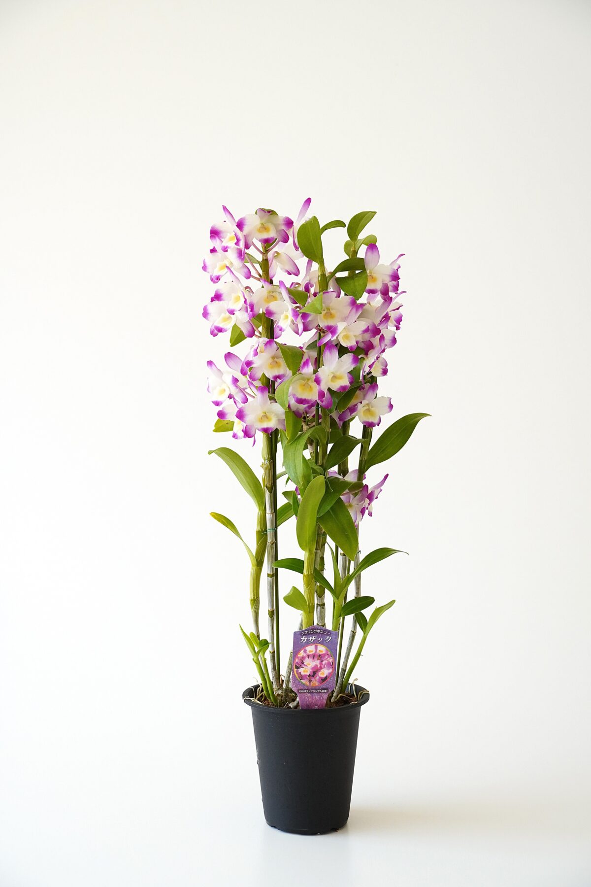 デンドロビウム