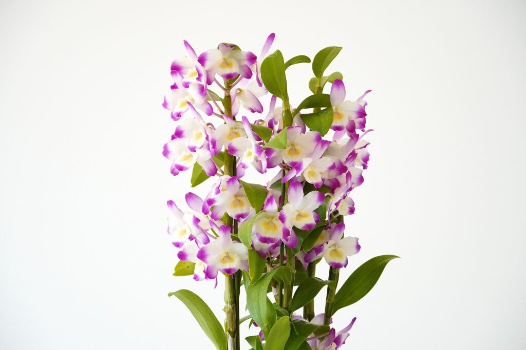 デンドロビウム