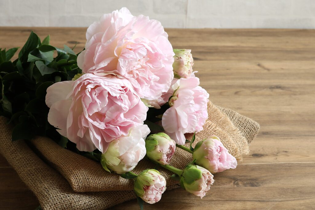 超大輪の芍薬 かぐや姫